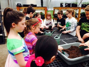 Planting in the greenhouse.